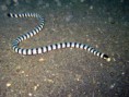 Vlnožil užovkový (Laticauda colubrina) 